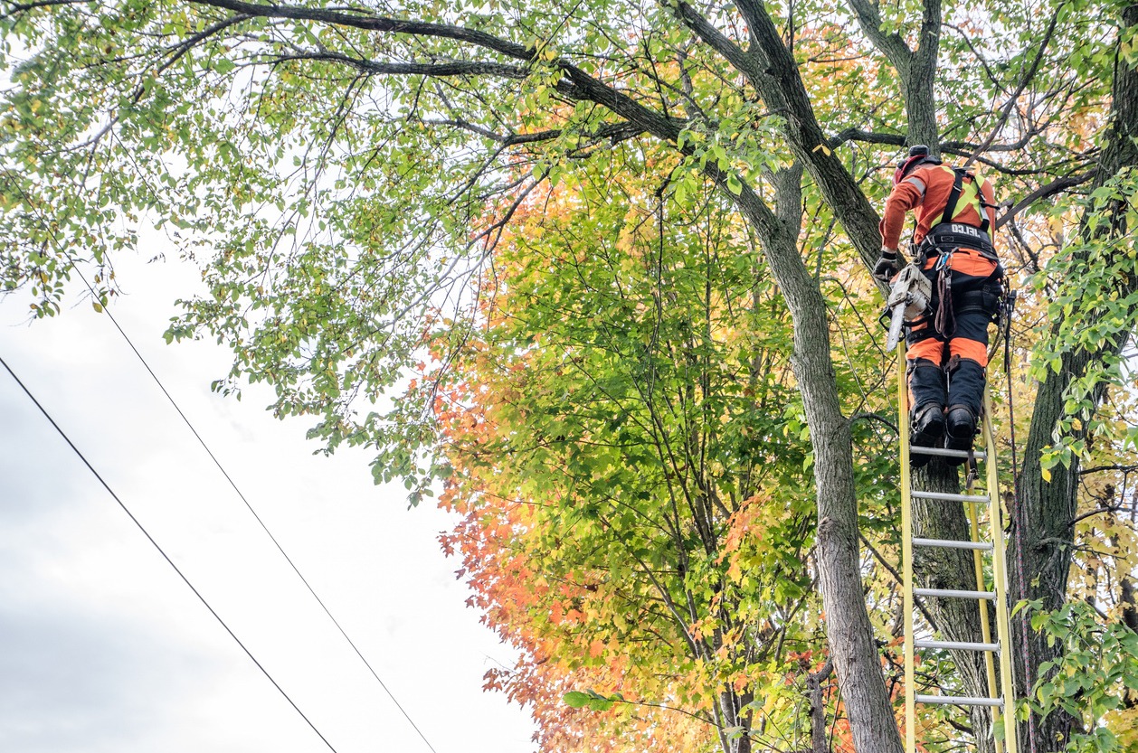 A person in orange safety gear climbs a ladder against a tree with green and orange leaves, possibly performing maintenance or tree care.