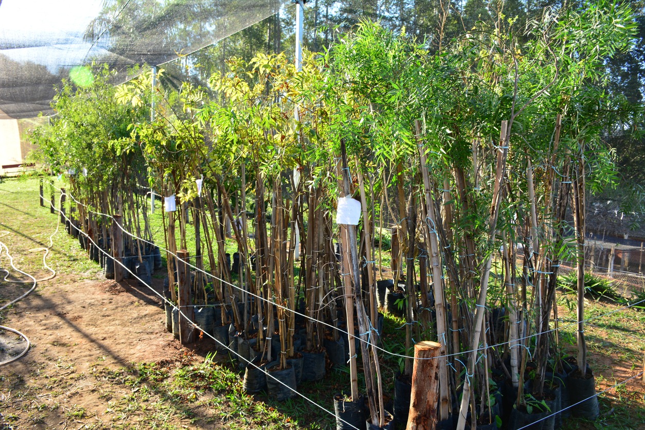 This image shows a nursery with rows of young trees in black plastic pots, supported by stakes, under a protective net, with hoses on the ground.