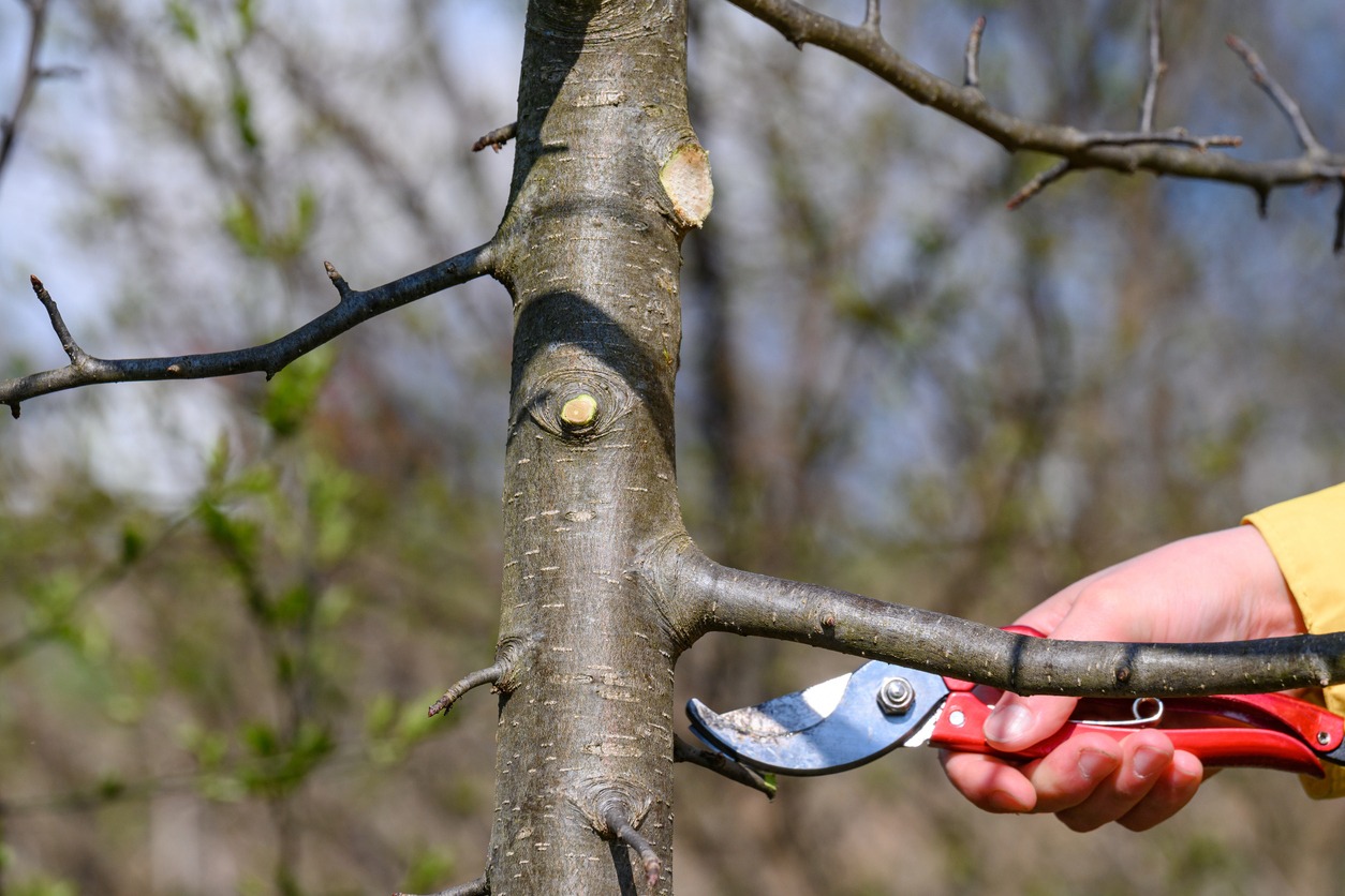 A person in a yellow sleeve uses red pruning shears to trim a small branch from a tree against a blurred natural background.