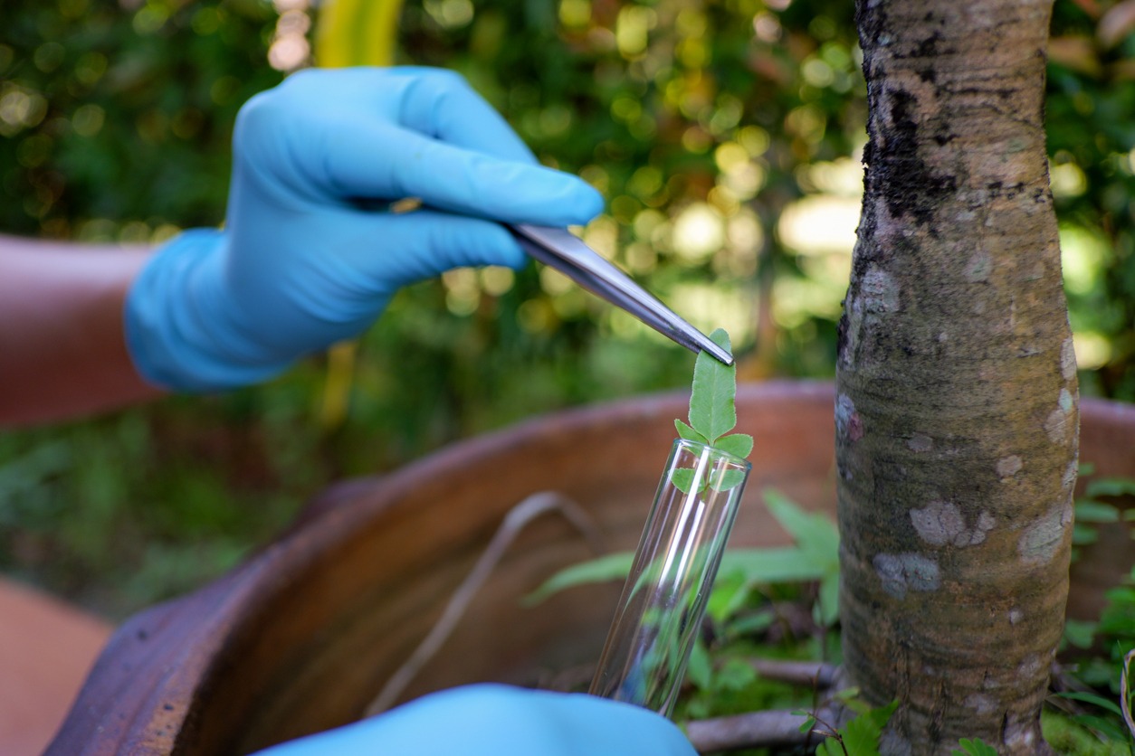 A person wearing blue gloves is using tweezers to handle a plant leaf over a test tube outdoors, with a blurred tree in the background.