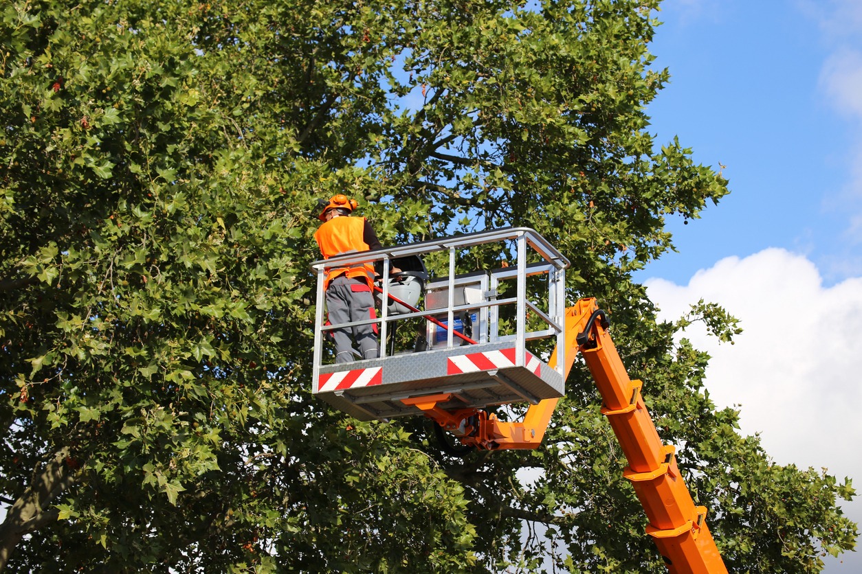 A person in an orange high-visibility outfit is standing in a lift platform among treetops, likely performing maintenance or inspection work.