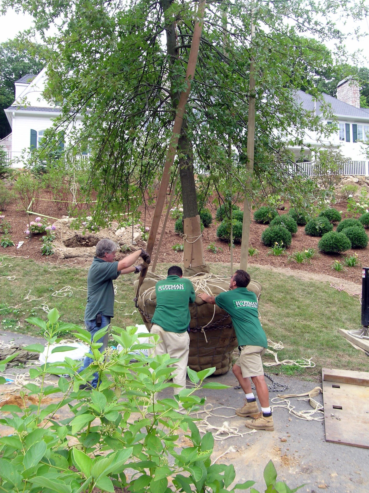 Three people are planting a large tree in a residential area, using ropes and stakes for support. They are wearing matching green shirts.