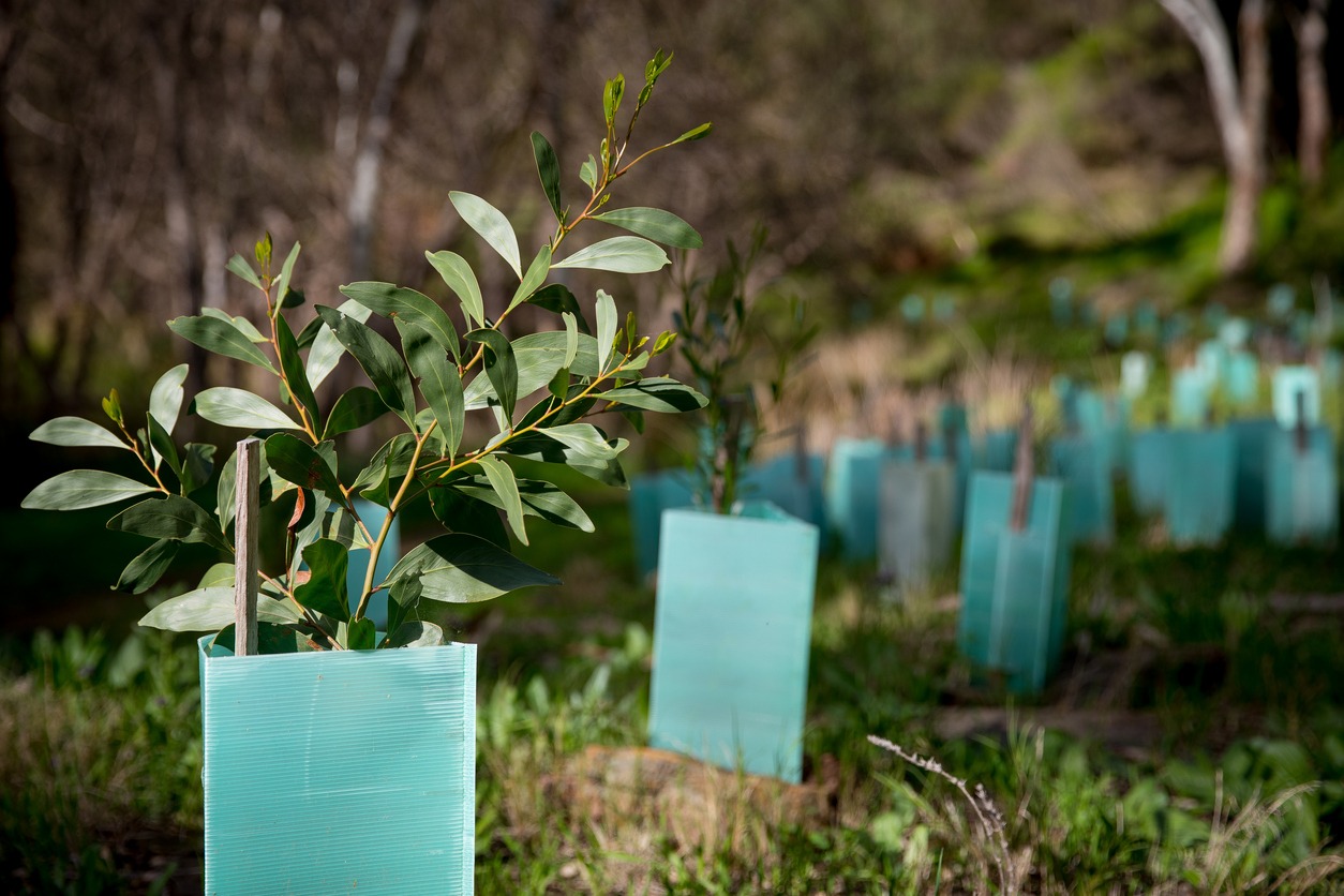 Young trees in protective sleeves line a forest area for reforestation, highlighting conservation efforts to restore natural landscapes and habitats.