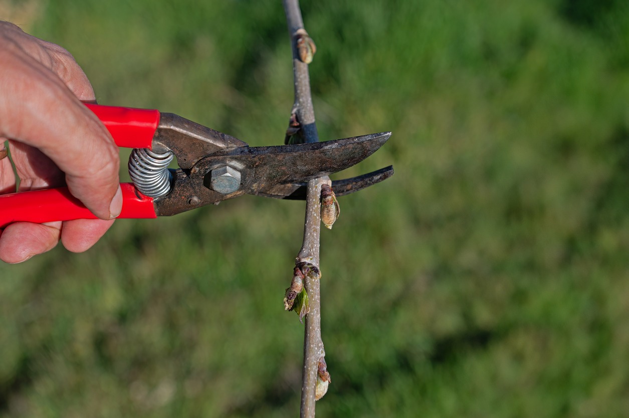 A hand holding red-handled pruning shears about to trim a twig. The background is a blurred natural green setting, suggesting outdoor gardening work.