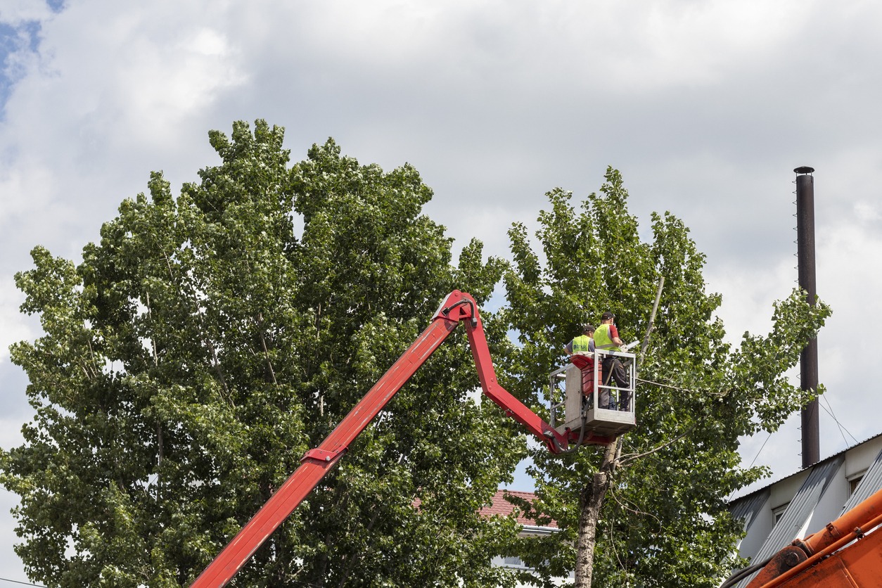 A person in a high visibility vest operates a cherry picker near the top of a lush tree under a cloudy sky, likely performing maintenance or inspection.