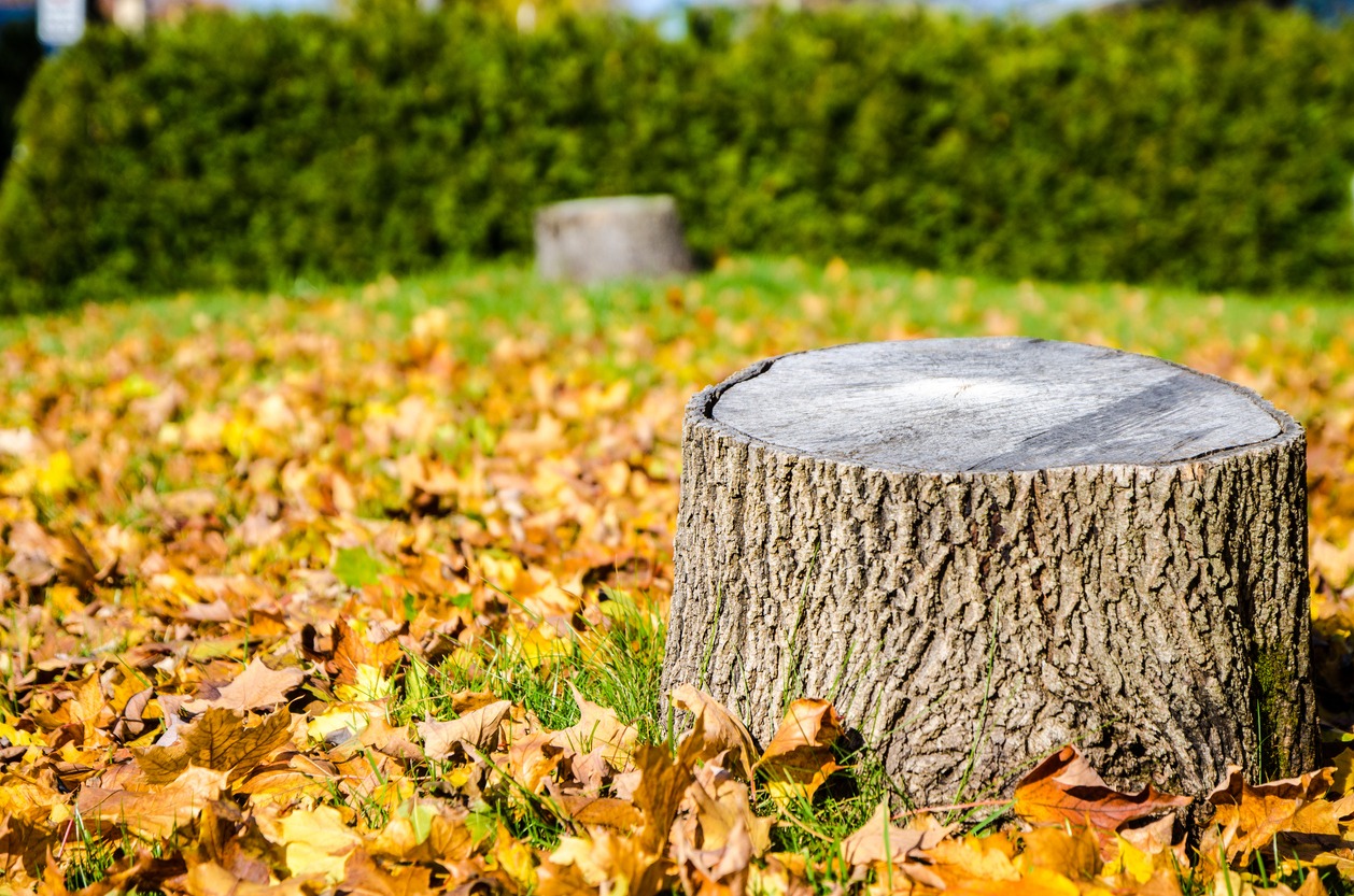 A tree stump stands prominently among fallen autumn leaves with vibrant yellow and brown hues, against a backdrop of a green bushy hedge.