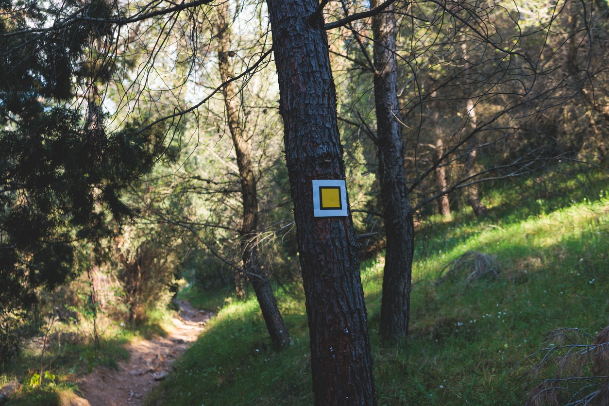 A serene forest pathway lined with trees. A prominent pine tree displays a yellow square symbol on a white background, possibly indicating a trail marker.