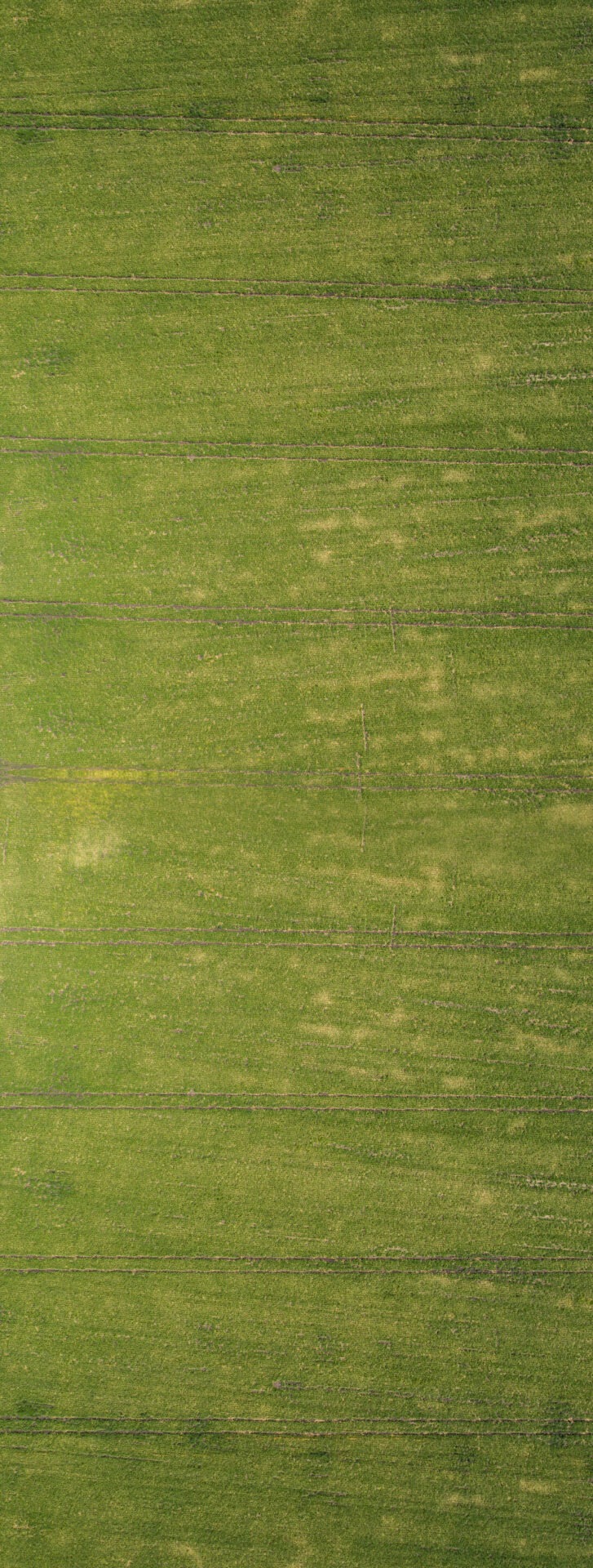 Aerial view of a fresh green field showcasing rows of mowed and untouched grass, creating a striped pattern of varying shades of green.