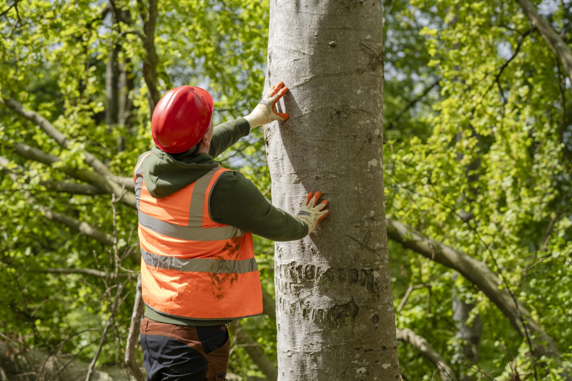 Examining Forest Tree