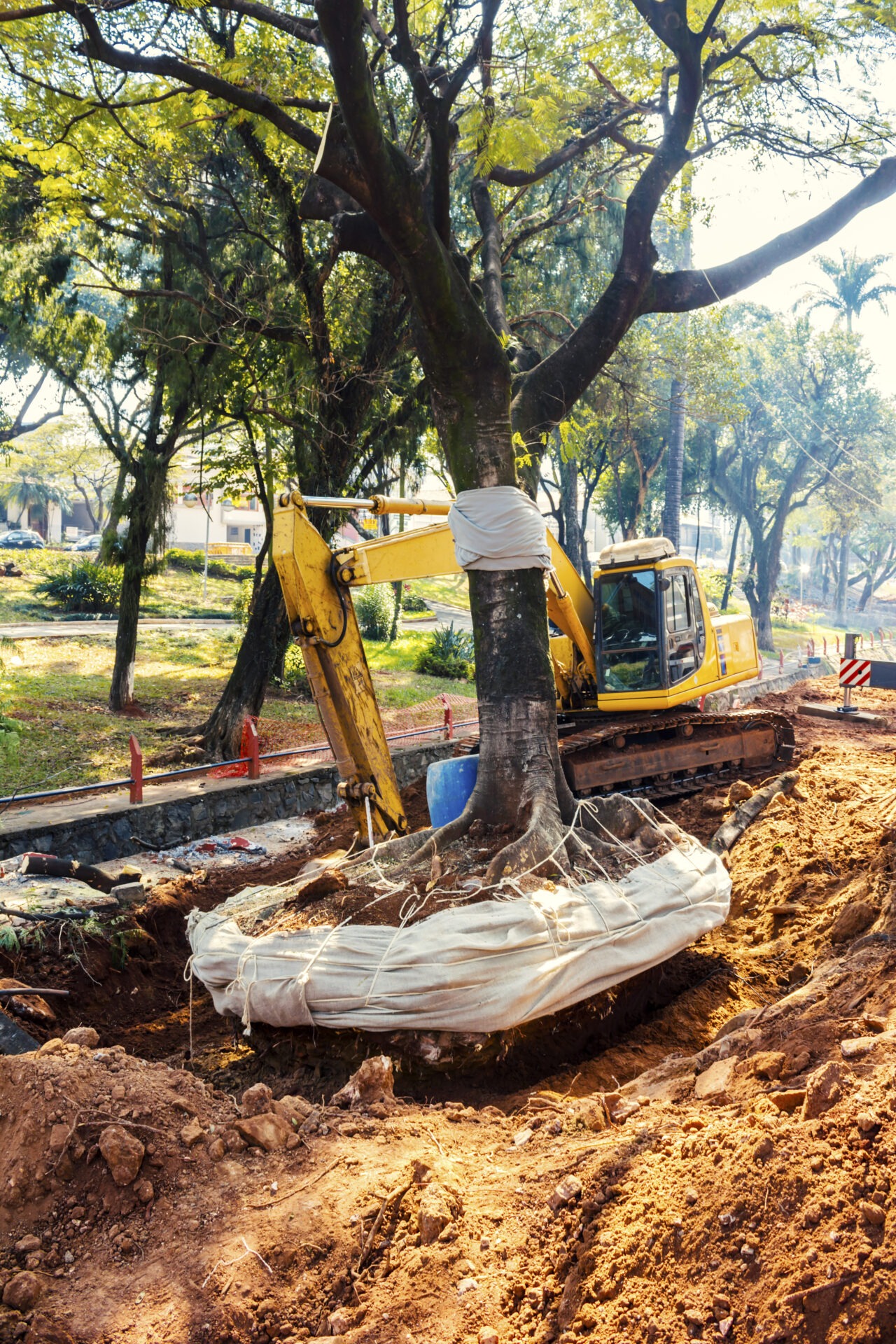 Tree being removed from the ground