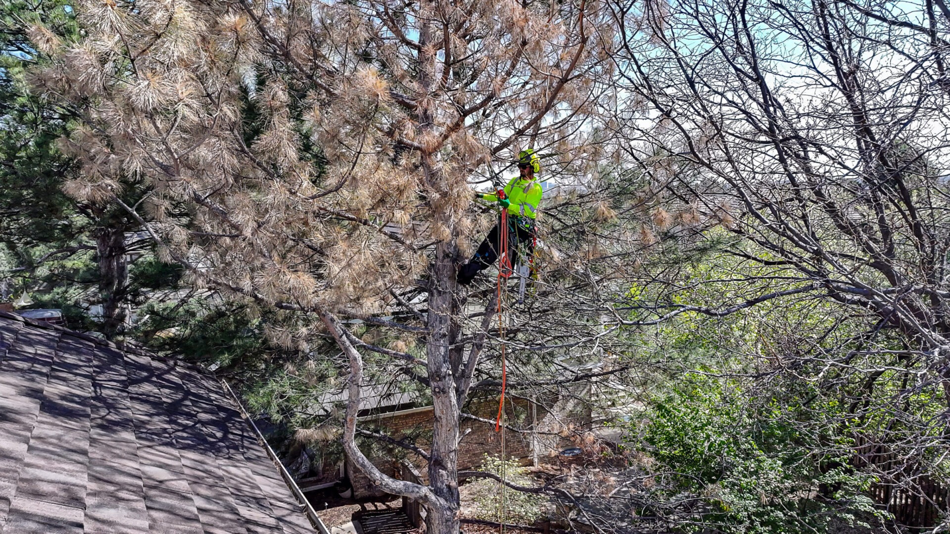 Arbor Care Specialists